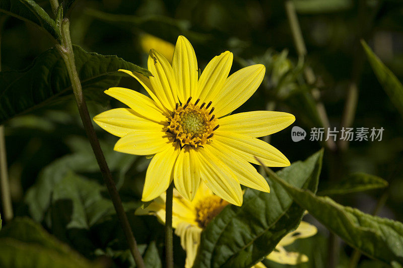 快乐向日葵(Helianthus laetiflorus)